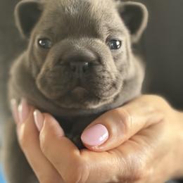 Louis - Blue male French Bulldog puppy in Glen Ellen, California from Frenchie’s of Glen Ellen