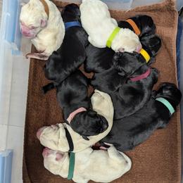 Girl 2 - Yellow female Labrador Retriever puppy in Frenchtown, Montana from Bear Bones Labradors