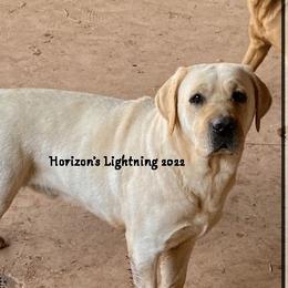 LIGHTNING - Labrador Retriever