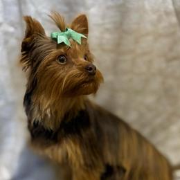 Mocha - Yorkshire Terrier