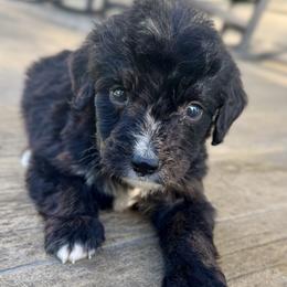 Sophie Boy 6 - Black and white male Bernedoodle puppy in Russiaville, Indiana from Pleasant Creek Minibernedoodles