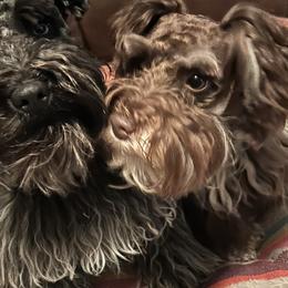 Miniature Schnauzers from Tamika Shelton