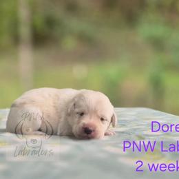 Dorena - Yellow female Labrador Retriever puppy in Rogue River, Oregon from PNW Labradors