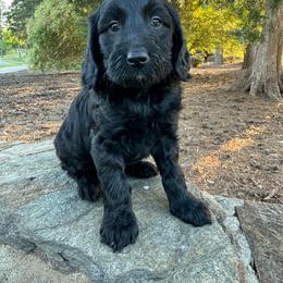 Fern - Black male Goldendoodle puppy in Charlotte, North Carolina from Hopeful Heart Doodles