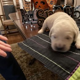Golden Retriever Puppies from Tupelo Honey Farm's Golden Retrievers