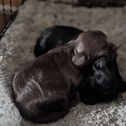 Maltipoo Puppies from Boujee Life Depot