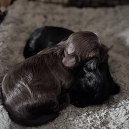 Maltipoo Puppies from Boujee Life Depot