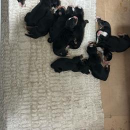 Girl 5 - Black rust and white female Bernese Mountain Dog puppy in Strasburg, Ohio from Lois Allison