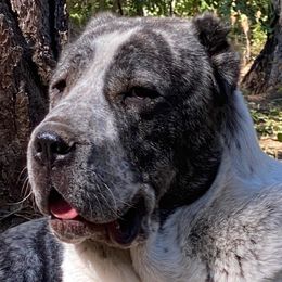 Joule - Central Asian Shepherd Dog