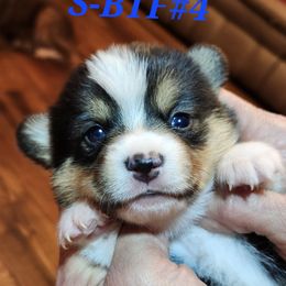 Black tri girl 4 - Black and tan female American Corgi puppy in Hampton, Tennessee from TC Farms Stock Dogs - Miniature Australian Shepherds