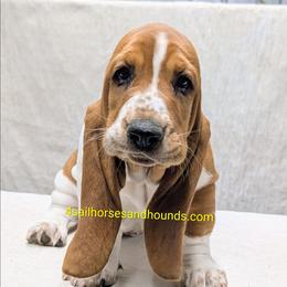 Shelby - Mahogany and white female Basset Hound puppy in Franklin, Indiana from 4 Sail Quarter Horses and Hounds