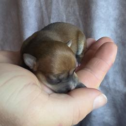 Chihuahua puppies from RoyAl