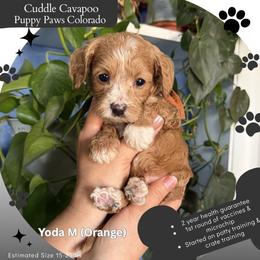 Yoda - Red male Cavapoo puppy in Fort Lupton, Colorado from Puppy Paws Colorado