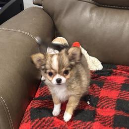 Violet - Chocolate sabled fawn female Chihuahua puppy in East Syracuse, New York from Blissful’s Chihuahuas