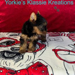 Addy - Black and tan female Yorkshire Terrier puppy in Dierks, Arkansas from Yorkie’s Klassie Kreations