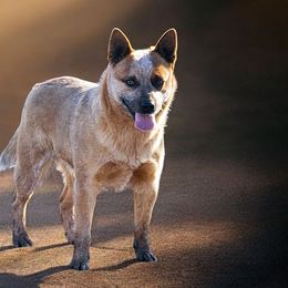 American Corgis, Australian Cattle Dogs, Companion Crosses, and Pembroke Welsh Corgis from Sweet & Salty Cowdogs