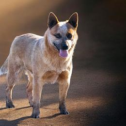 American Corgis, Australian Cattle Dogs, Companion Crosses, and Pembroke Welsh Corgis from Sweet & Salty Cowdogs