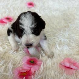 Lillian - Parti female Miniature Schnauzer puppy in Clover, South Carolina from Bobo’s Babies Kennels