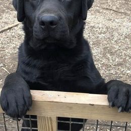 Stiles - Labrador Retriever