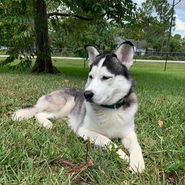 Loki - Siberian Husky