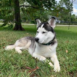 Loki - Siberian Husky