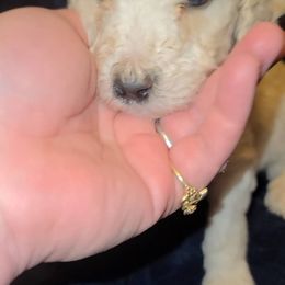 Poodle puppies from Sillydogs Poodles