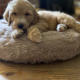 Goldendoodle and Yorkshire Terrier Puppies from Pups of the Lowcountry