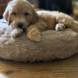 Goldendoodle and Yorkshire Terrier Puppies from Pups of the Lowcountry