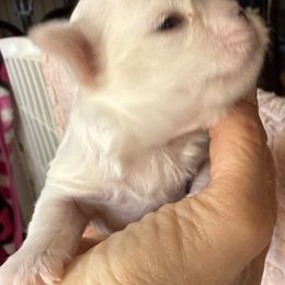 Maltese Puppies from Bijou Babydoll Maltese