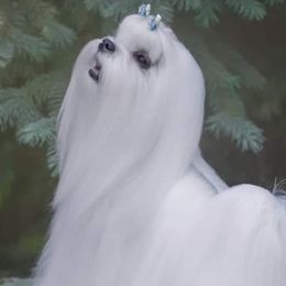 Bichon Frises, German Shepherds, and Maltese from Top Shepherd -Bichon Frisé-Maltise