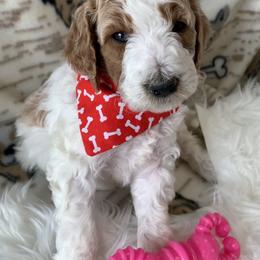 Goldendoodle Puppies from Goldendoodle Baby