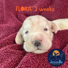 Cocker Spaniel and English Cocker Spaniel Puppies from Jesselle Cocker Spaniels
