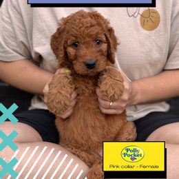 Polly Pocket - Red  female Goldendoodle puppy in Garland, Texas from Twilight Doodles