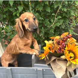 Lucy - Red female Dachshund puppy in Warrior, Alabama from Bountiful Dachshunds