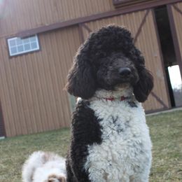 Aussiedoodles and Australian Shepherds from Pineview Farms Australian Shepherds