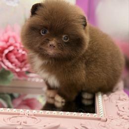 Pinkie Pie - Chocolate female Pomeranian puppy in Gilroy, California from Belt Fed Kennels