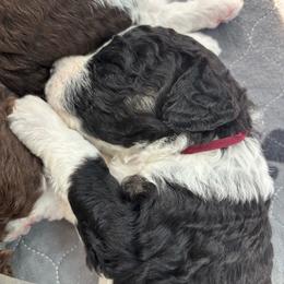 Thorne - Burgundy Collar - Black male Poodle puppy in Monroe, North Carolina from The Klepper Homestead