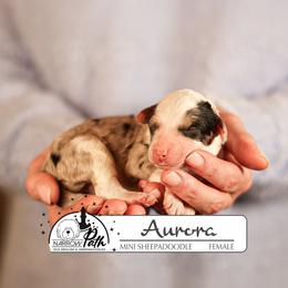 Aurora - Blue merle and white female Sheepadoodle puppy in Cleveland, Tennessee from Narrow Path Old English & Sheepadoodles