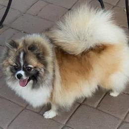 Barbie - Tri-colored female Pomeranian puppy in Glendale, Arizona from Sun Flower Pom