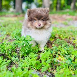 Wallace (Lavender and Tan Tri Parti Male) - Lavender male Pomeranian puppy in Buck Valley, Pennsylvania from Buck Valley Pomeranians