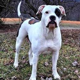 Alapaha Blue Blood Bulldog puppies from F. F. Fox’SFarm of ALAPAHA BLUE BLOOD BULLDOGS
