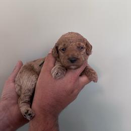 Peep - Red  female Goldendoodle puppy in Calera, Alabama from Red Mountain Minis