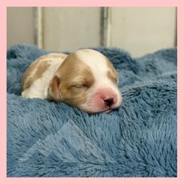 Boy 2 - Blenheim male Cavachon puppy in Smoot, Wyoming from Designer Mountain Mutts