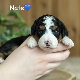 Nate - Black tri-color male Aussiedoodle puppy in Lancaster, Minnesota from Finney Ranch
