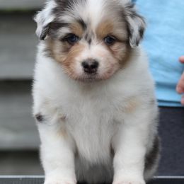 Australian Shepherd Puppies from Mezzo Australian Shepherds