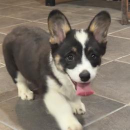Boy 2 - Black and tan male Pembroke Welsh Corgi puppy in Heyworth, Illinois from Schumaker Corgis