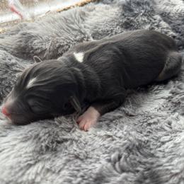 Boy 1 - Black tri-color male Australian Shepherd puppy in Volant, Pennsylvania from Addie's Aussies