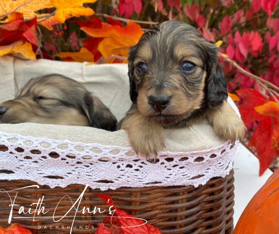 Faith Ann's Dachshunds in Kentucky Dachshund puppies Good Dog