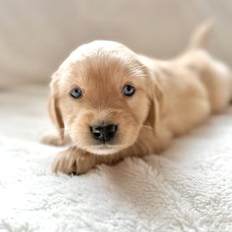 Companion Cross Puppies from Happy Tails Mini Goldens