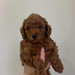 AKC Jack Frost - Apricot male Poodle puppy in Greenville, South Carolina from Pepper Potts Puppies
